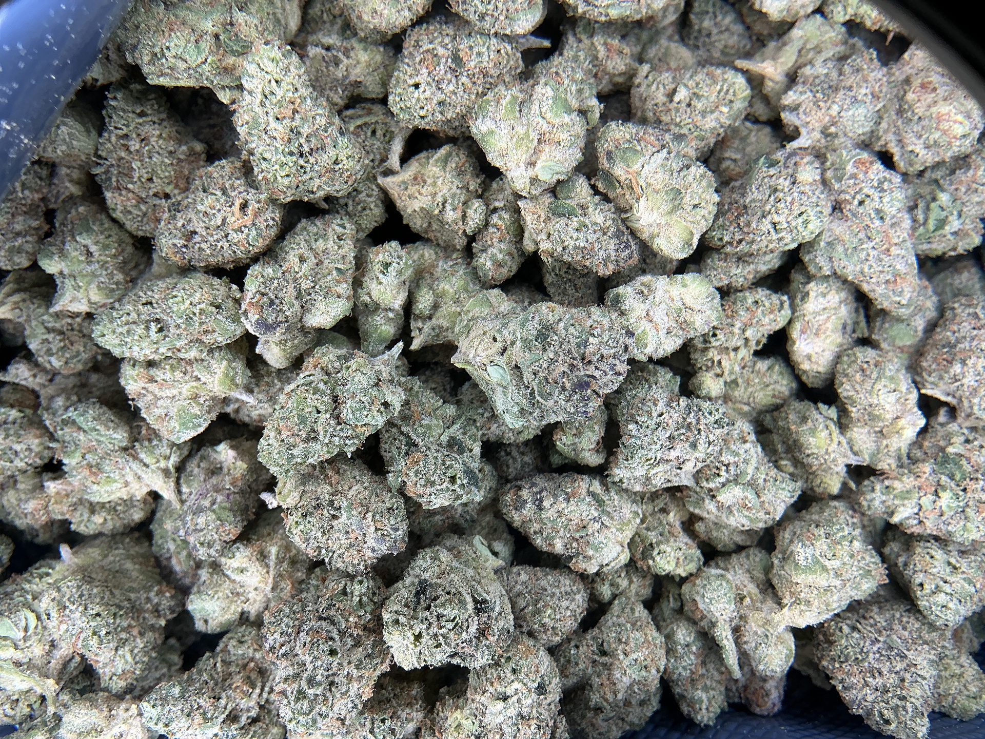 Apple Sherbert THCa Flower (Exotic) / 3.5 Grams (1/8)